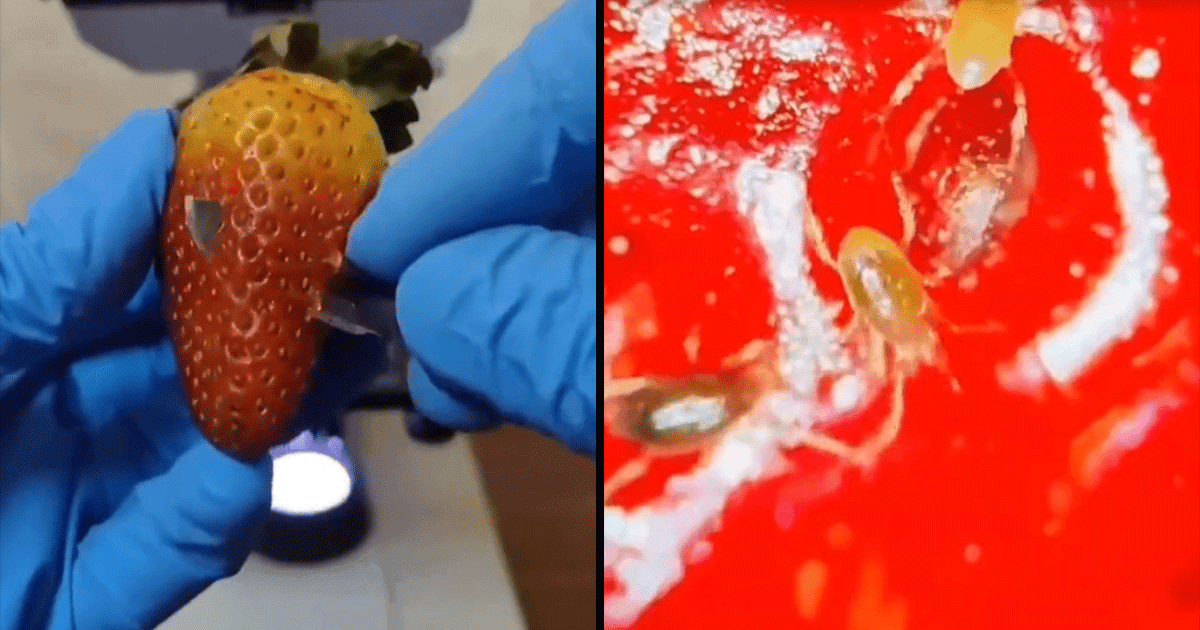 Microscopic Video Of Strawberries With Tiny Bugs On Them Has The Internet Super Grossed Out