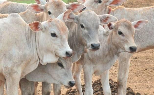 Mob Lynches Two Muslim Men Carrying Cattle In West Bengal’s Jalpaiguri