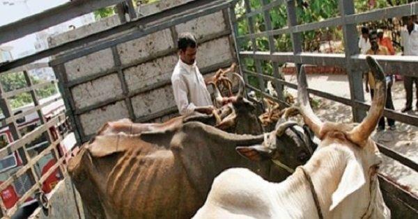 Another Murder By Cow Vigilantes In Alwar? Man Transporting Cattle Shot Dead