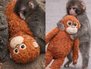 Plush, The Baby Monkey Hugged A Plushie, And The Internet Loved Him Back; Know The Full Story Here!