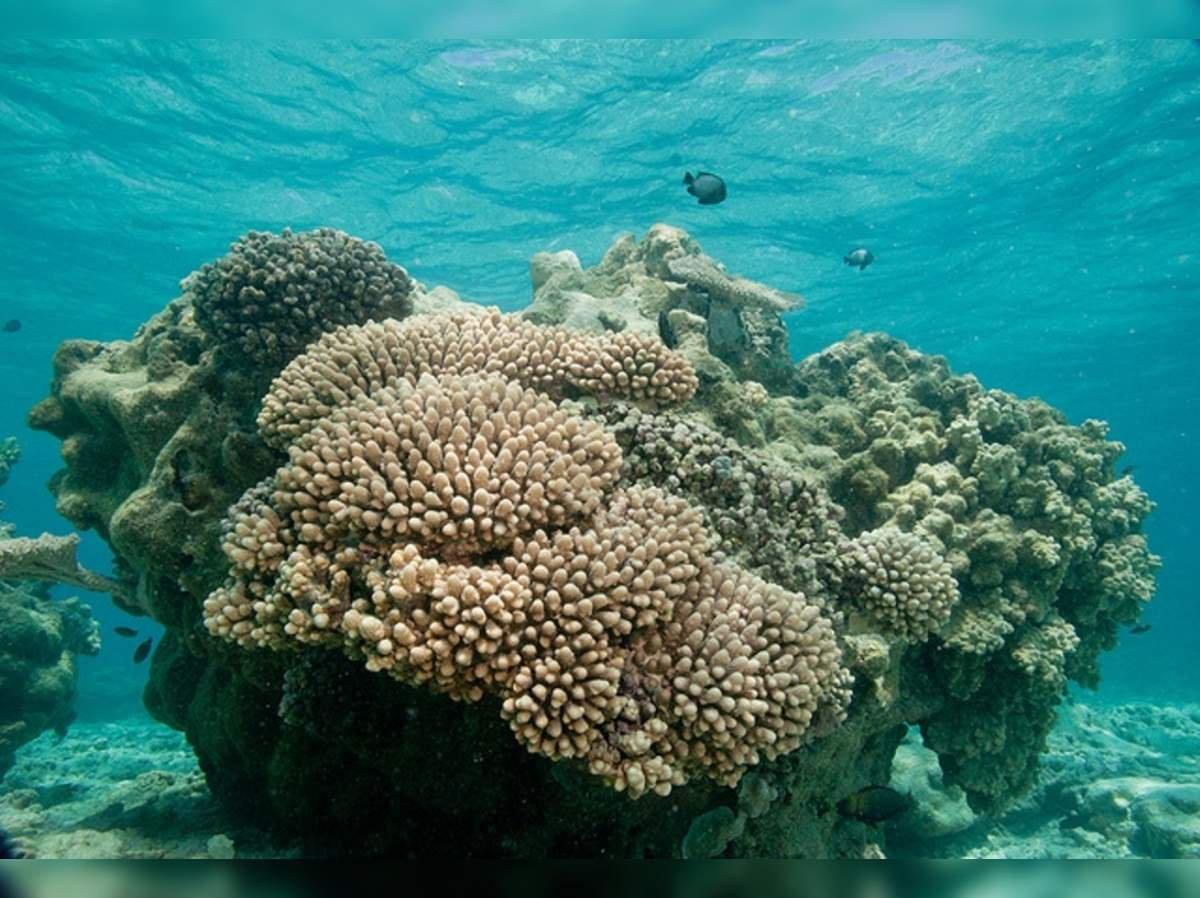 9. Where are coral reef formations found in India?