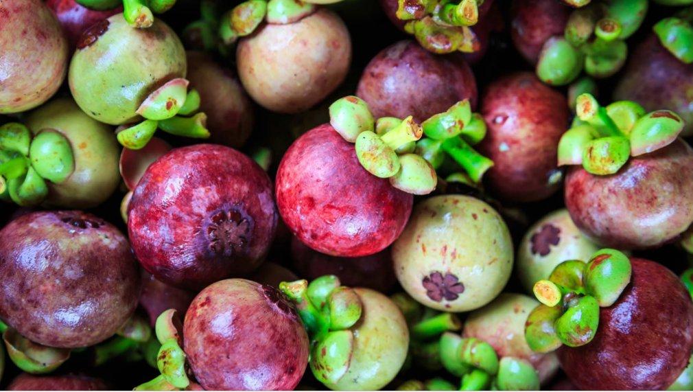 11. Is Mangosteen also a variety of mango? 