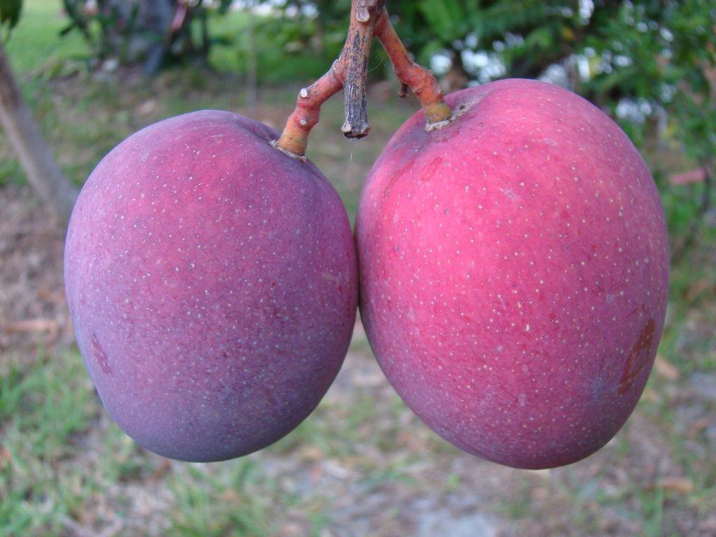 4. Which variety of mango is the following?