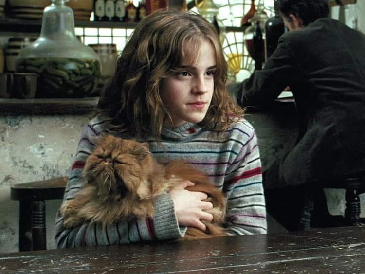 5. What's the name of Hermione's fluffy & grumpy cat? 