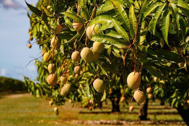 6. Which is the number one mango-producing country in the world? 