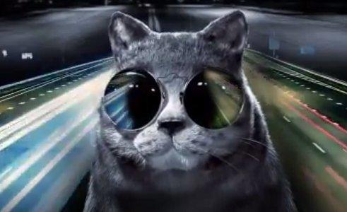10 Cool Cats In Town Who Will Blow Your Mind With Their Awesomeness