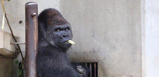 Meet The Gorilla Who Is A Hot Favourite Among Japanese Women