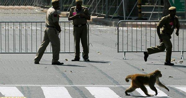 A Woman Tried Filing An FIR Against A Monkey For Snatching Her Chain