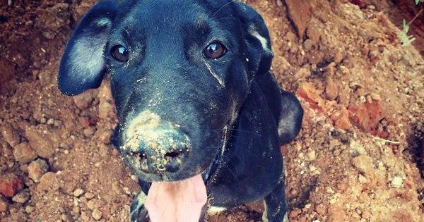 Friendicoes, The Animal Rescue NGO, Is Shutting Down. They Need Your Help