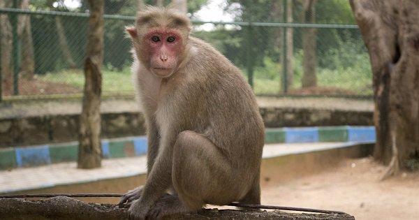 This Badass Monkey Drove A Bus & Crashed Into Two Other Vehicles. It Happens Only In India