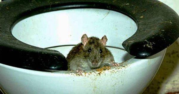 Did You Know That Rats Can Swim Up Your Toilet? And It Can Get Even Worse