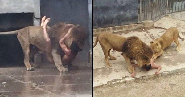 This Man Jumped Into The Lions’ Cage To Commit Suicide. The Lions Had To Be Shot Dead To Save Him