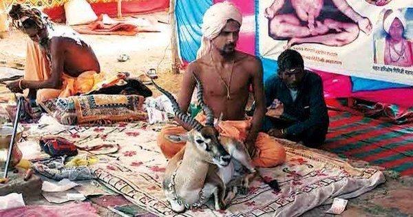 Naga Sadhu Moves Court To Keep Black Buck, Says They Can’t Live Without Each Other