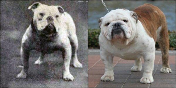 The English Bulldog Is In Big, Big Trouble. Here’s Why