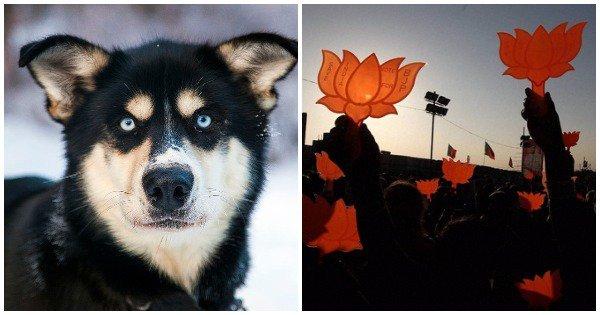 Hey BJP, Why’s Your Political Discourse Gone To The Dogs? Learn Some New Phrases, Maybe
