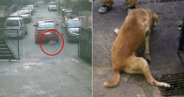 This Cruel Mumbai Resident Ran Over A Stray Dog As Revenge For Peeing On His Car