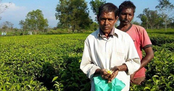 Does Our ‘Chaiwallah’ PM Care That The Note Ban Has Hit Tea Garden Workers The Worst?