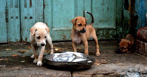 A Security Guard In Hyderabad Knowingly Set Two Puppies On Fire. What Has The World Come To?