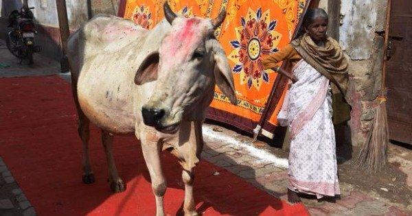 85-Kg Cow Jumps From Rooftop And Lands On A Man In Kolkata, The Man Survives