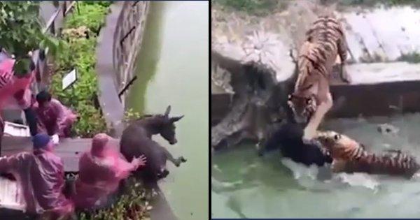 Zoo Keepers In China Fed A Live Donkey To Tigers In Front Of Horrified Visitors