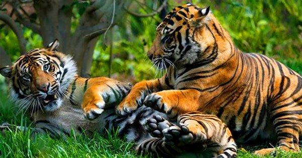If Ever You Dreamt Of Adopting A Tiger, The Delhi Zoo Will Now Make Your ‘Wildest’ Dream Come True