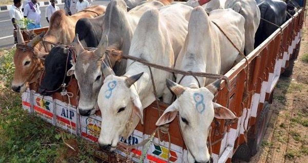Armed Smugglers Are Killing Cattle Owners Across India. Here’s A List Of Cases