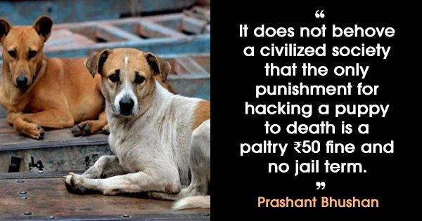 In A Welcome Move, The Supreme Court Will Place Stricter Penalties For Killing Strays