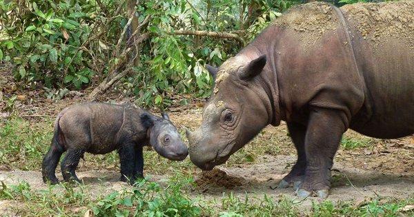 With Just 80 Of Them Left, The Sumatran Rhino Could Soon Be Wiped Off From The Face Of The Earth