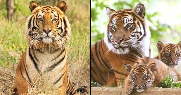Labeled As A ‘Man-Eater’ & Given A Death Sentence, ‘Let Avni Live’ Campaign Creates A Roar Online
