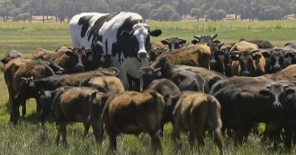 Here’s The Real Story Behind Internet’s New Fascination: The ‘Giant Cow’