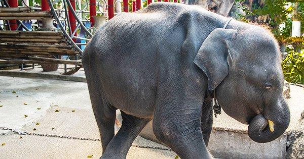 Forced To Perform Tricks, 3-Year-Old Baby Elephant Dies In Thailand Zoo After He Snaps His Legs