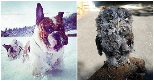 Just 21 Funny Pictures Of Cute Animals To Cheer You Up Today