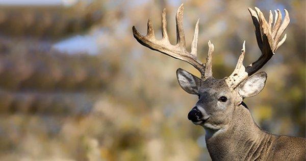 Hunter’s Face Nearly Ripped Off After Deer He Was Trying To Shoot Collides Into Him