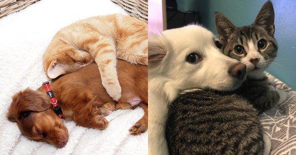 22 ‘Frightening’ Pictures That Prove Cats & Dogs Can Never Be Friends
