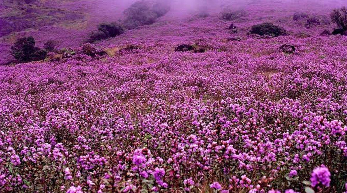These Pics Of The Neelakurinji Flowers That Bloom Once In 12 Years Are Truly An Incredible Sight