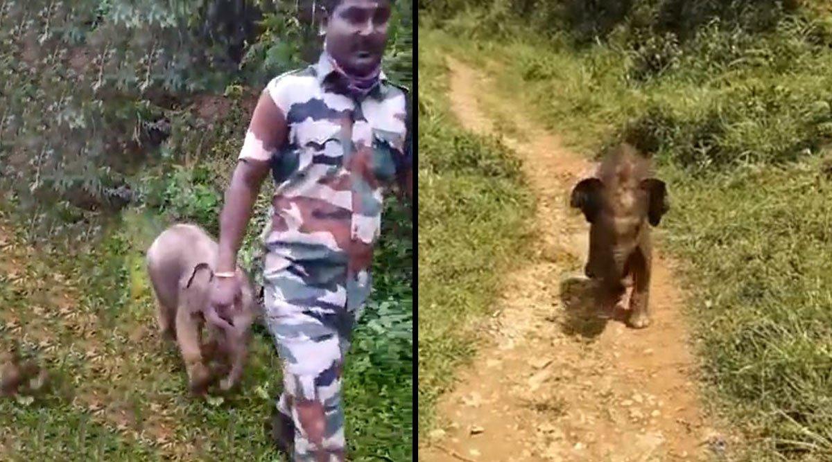 Adorable Video Of A Rescued Baby Elephant Walking With Forest Officials To Reunite With His Mother