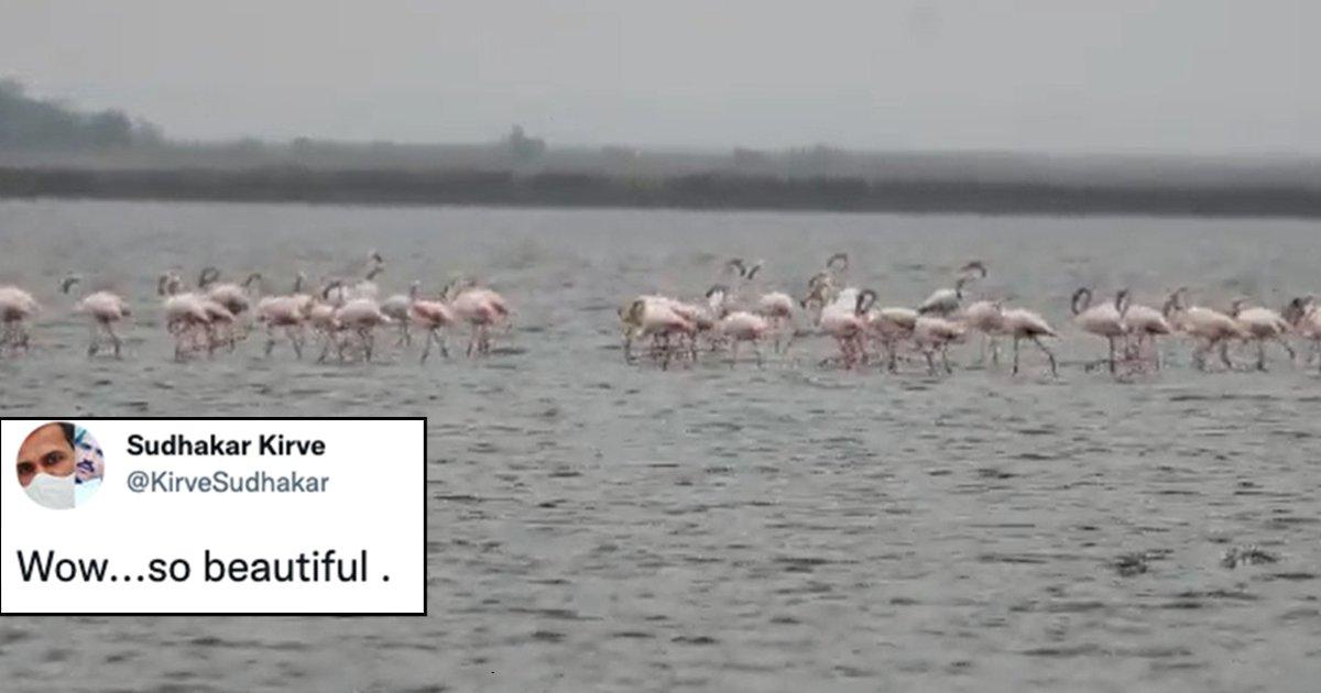 This Video Of Migrating Flamingos Has Left Twitterati Awestruck