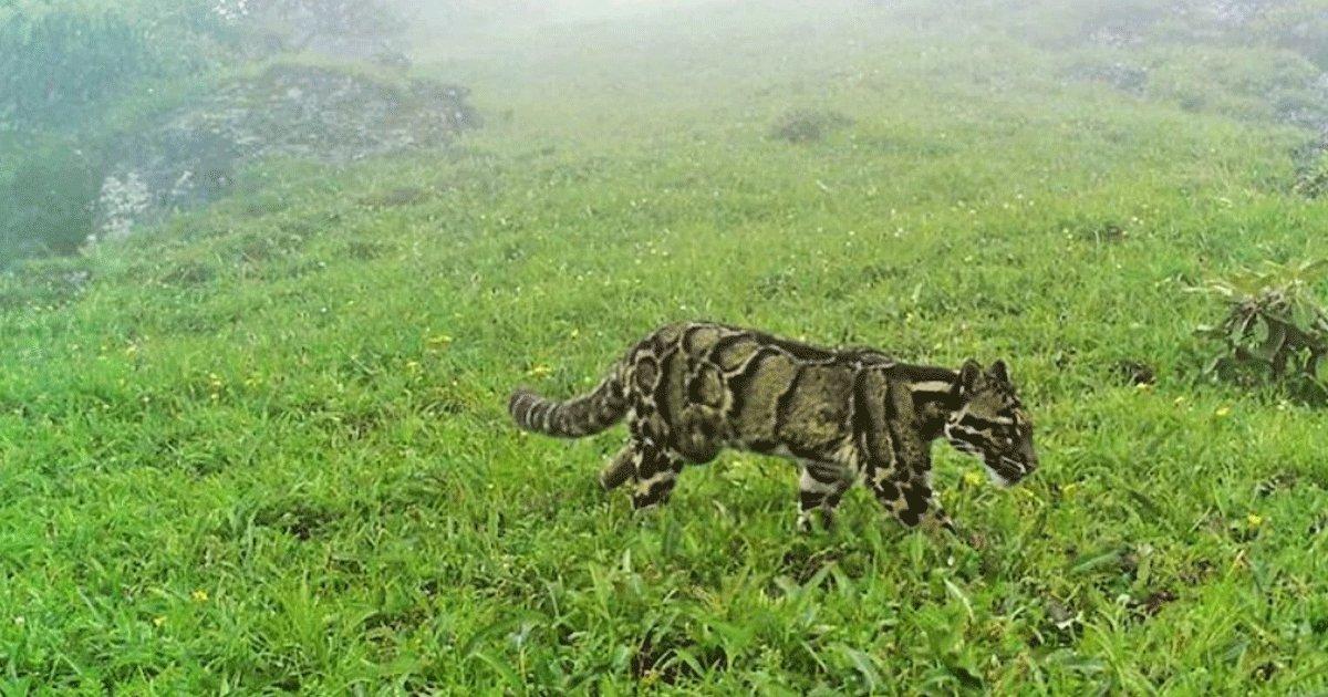 In A First, 4 Clouded Leopards Have Been Spotted In The Nagaland Mountains
