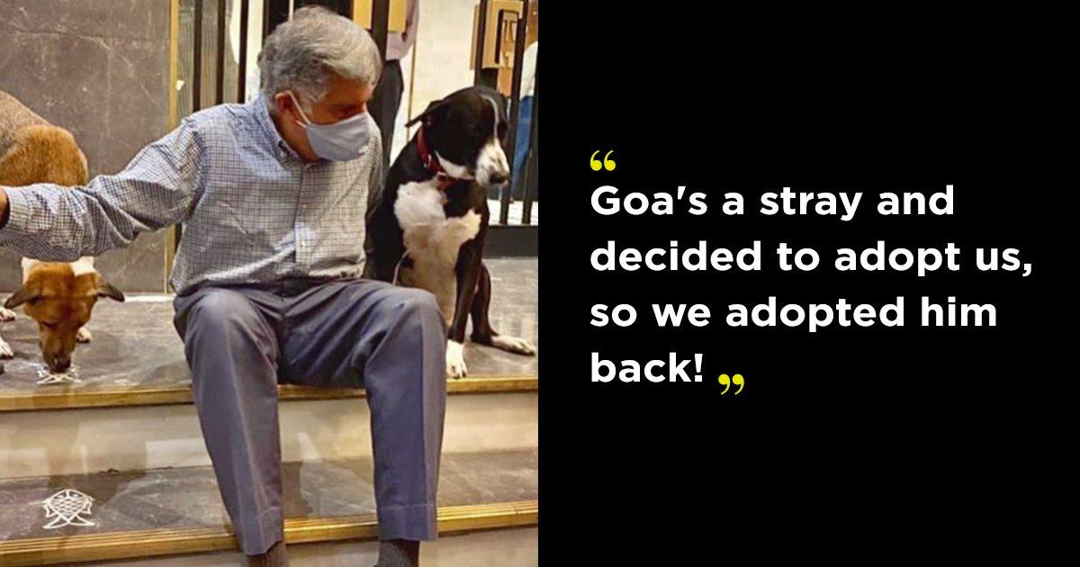 Not Your Usual Office Companion: How Ratan Tata’s Adorable Dog, Goa, Accompanies Him To His Meetings