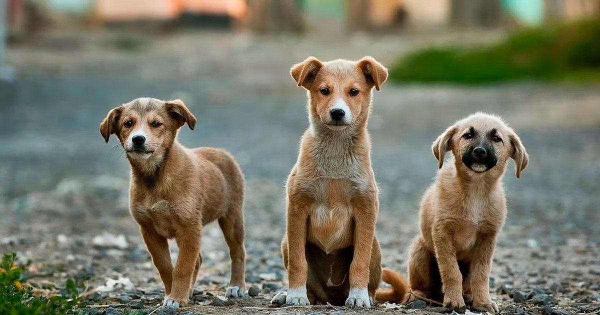 In A Distressing Incident, More Than 200 Dogs Were Poisoned & Dumped In A Well In Telangana