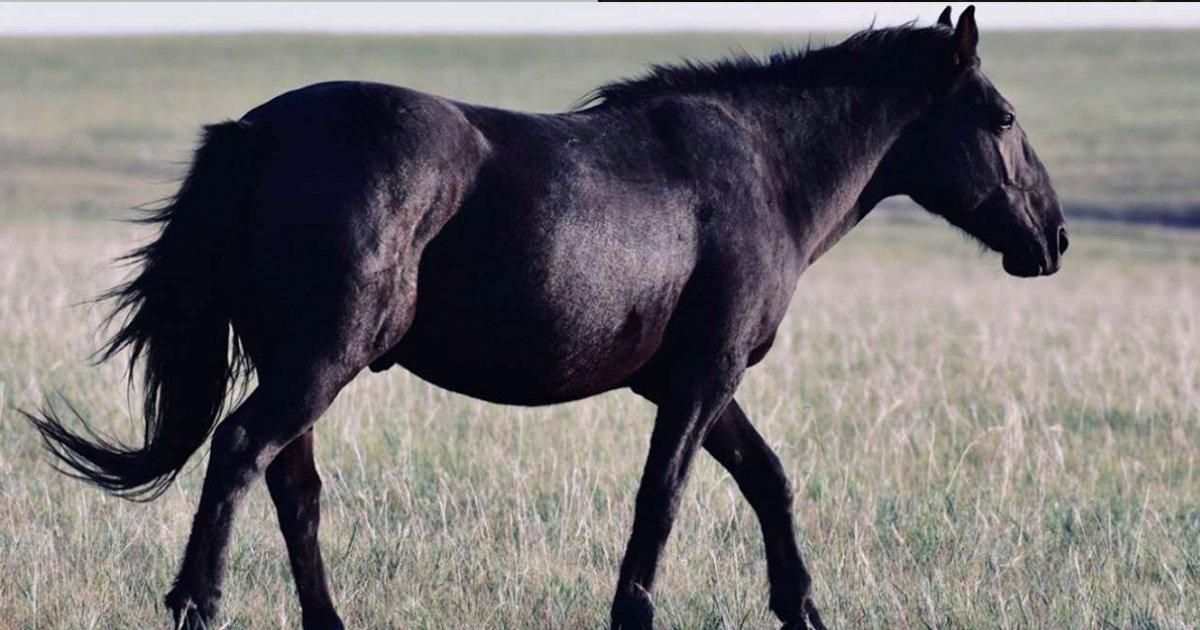 In The Shock Of His Life, Punjab Man Bought Black Horse For 23 Lakhs That Turned Out Was Painted