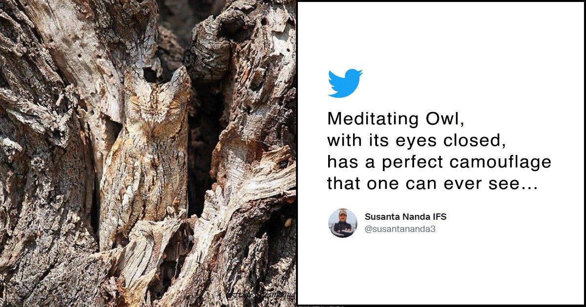 This Photo Is Going Viral On Twitter Because People Can’t Spot The Meditating Owl
