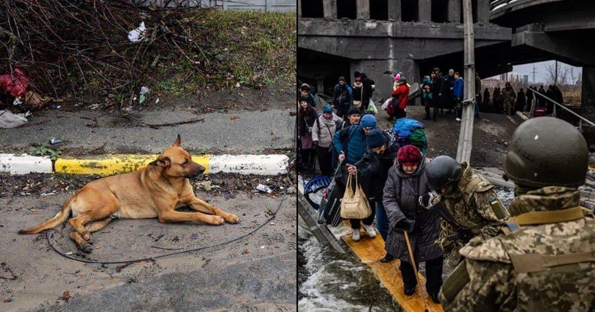 Ukraine’s Hachiko: How This Dog Refused To Leave The Side Of His Owner Shot Dead In The War