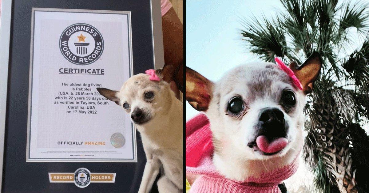 22-Year-Old Pebbles Gets Guinness World Record For World’s Oldest Dog. That’s 154 In Human Years!