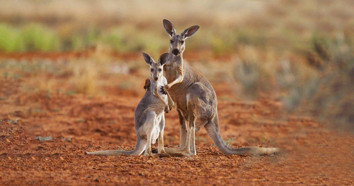 The Disheartening Story Behind Why Kangaroos Are Seen In India