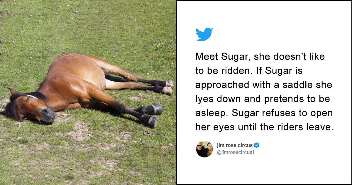 This Horse That Naps When Asked To Work Is What All Of Us Want To Be In Life. Yay Or Neigh?