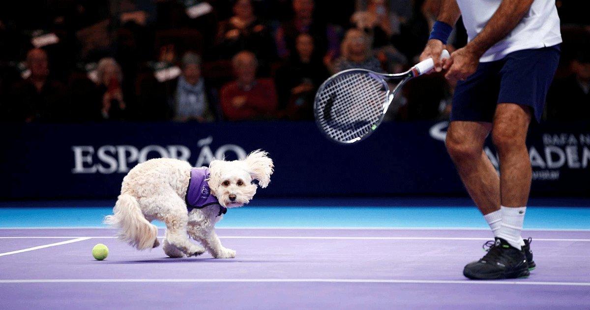 In Some Cute News, Wimbledon Trains Dogs To Be Ball Boys, Fails As They Refuse To Return Balls