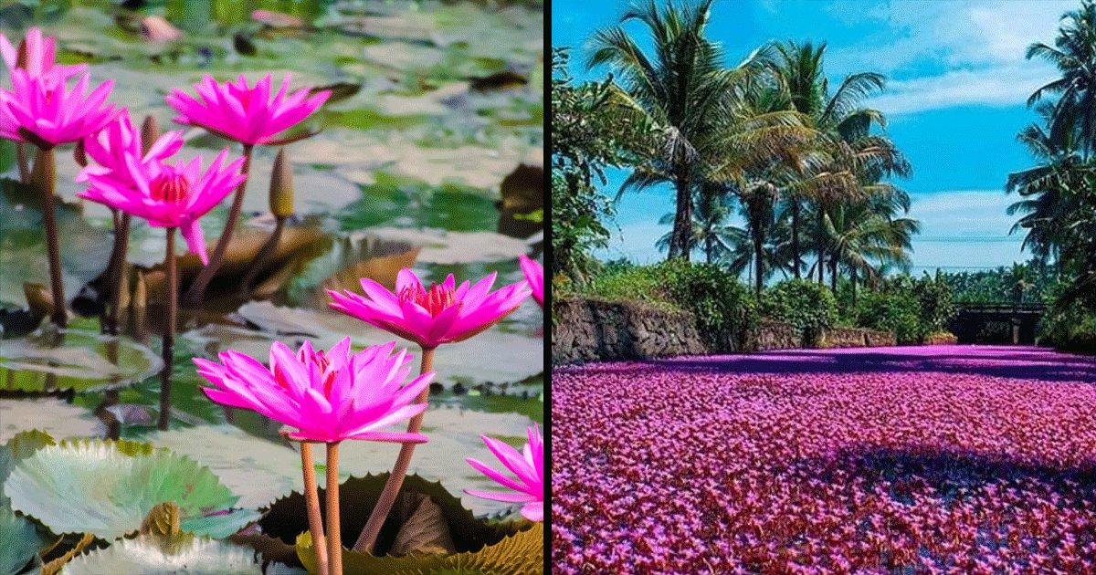 This Pink Tinted River In Kerala Has Gone Viral Online & We Are Already Packing Our Bags