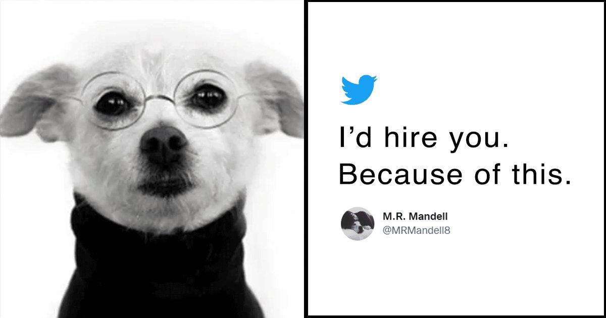 Guy Accidentally Sends Photo Of Dog Dressed As Steve Jobs Instead Of Resume. Please Fur-give Him