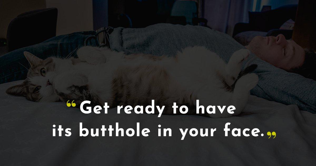19 Cat Owners Share Crucial Things To Keep In Mind Before Getting A Cat Home